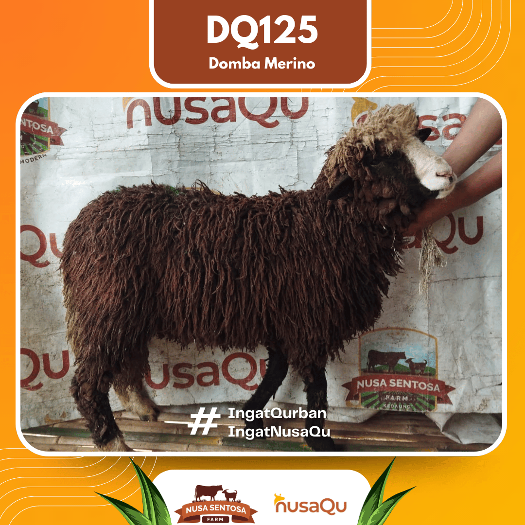Domba Merino DQ125 2026 Bobot 42Kg