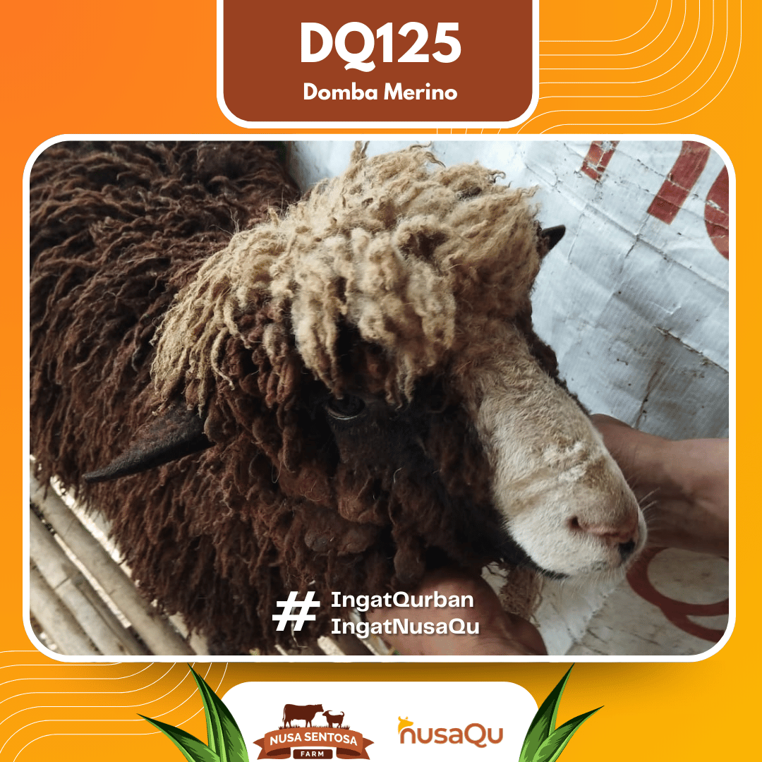 Domba Merino DQ125 2026 Bobot 42Kg foto 2
