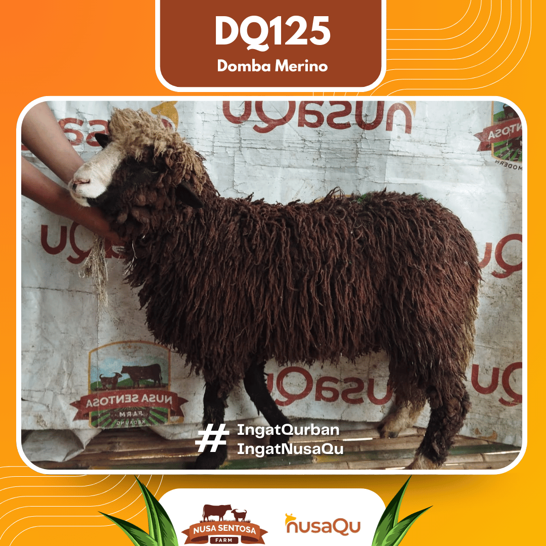 Domba Merino DQ125 2026 Bobot 42Kg foto 3