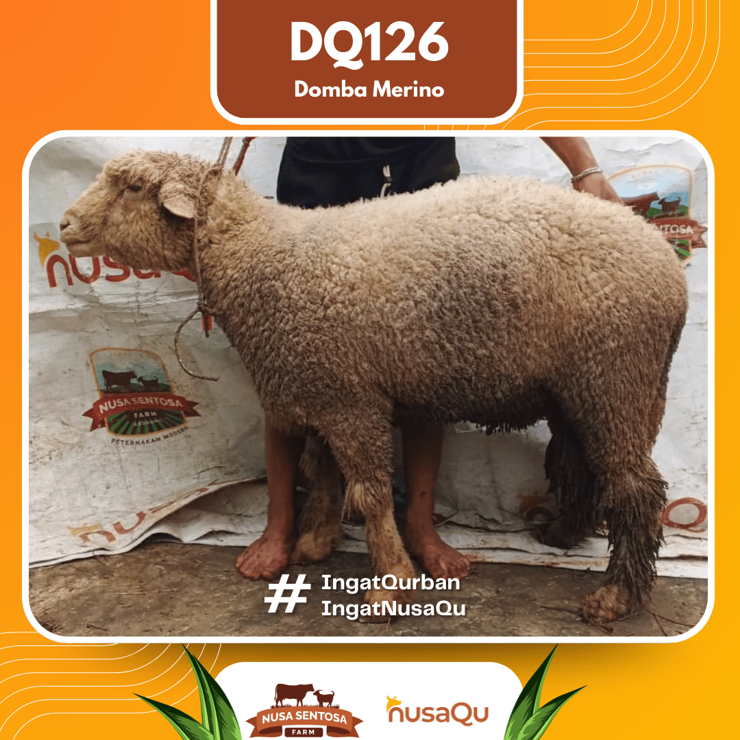 Domba Merino DQ126 2026 Bobot 80Kg