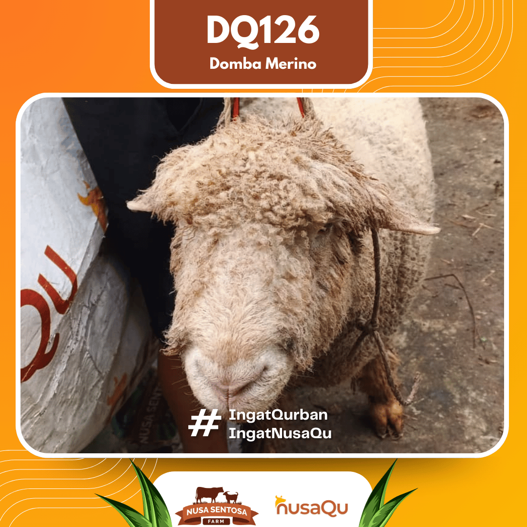 Domba Merino DQ126 2026 Bobot 80Kg foto 2