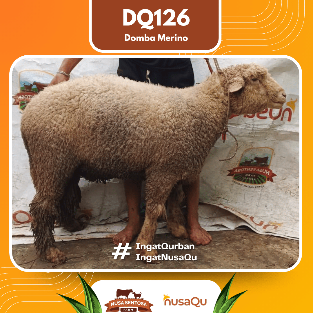 Domba Merino DQ126 2026 Bobot 80Kg foto 3