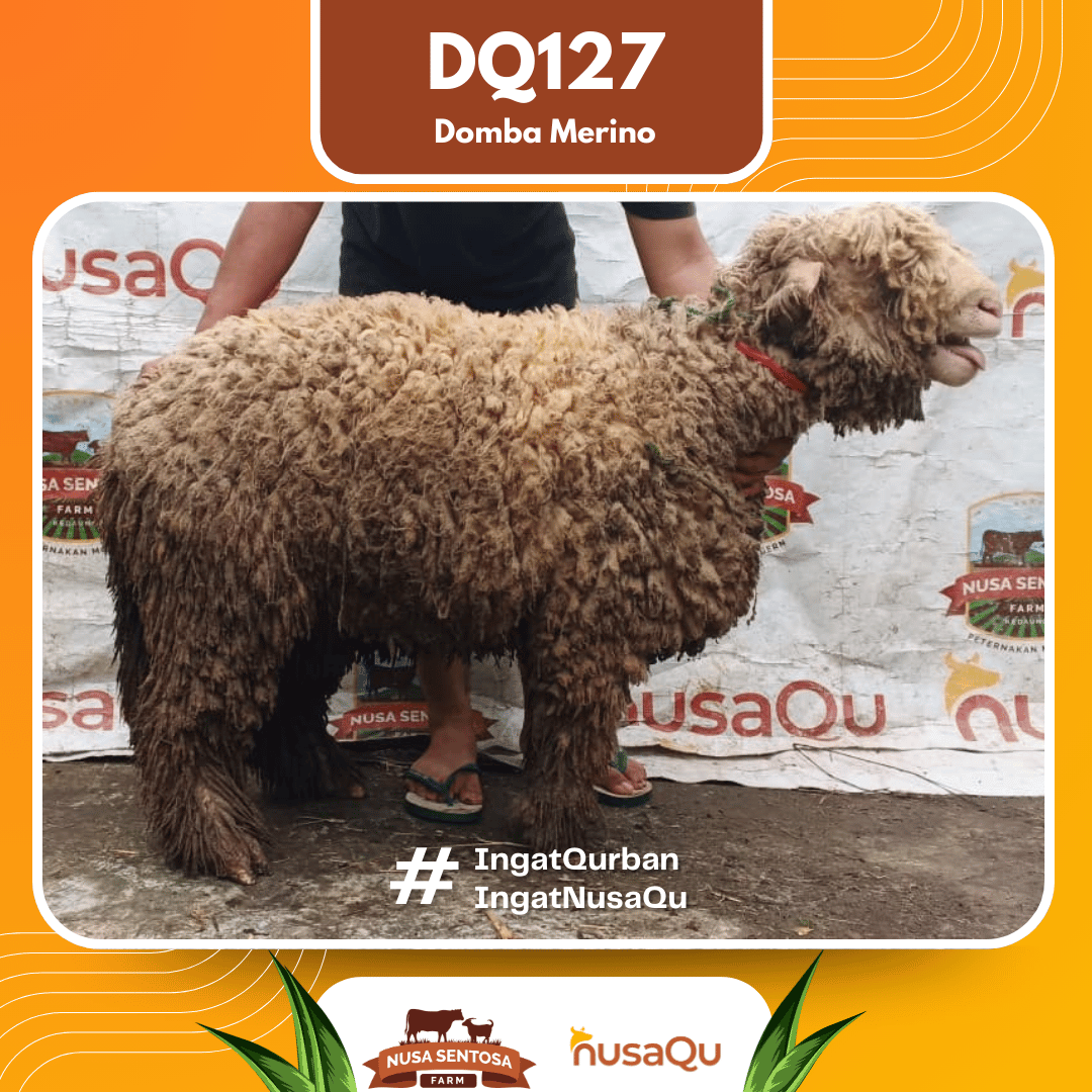 Domba Merino DQ127 2026 Bobot 59Kg