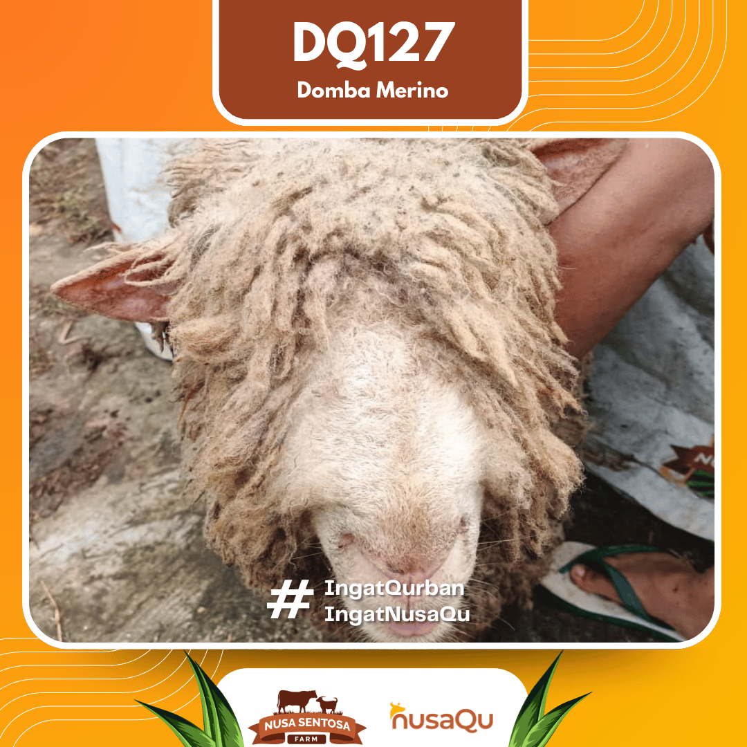 Domba Merino DQ127 2026 Bobot 59Kg foto 2