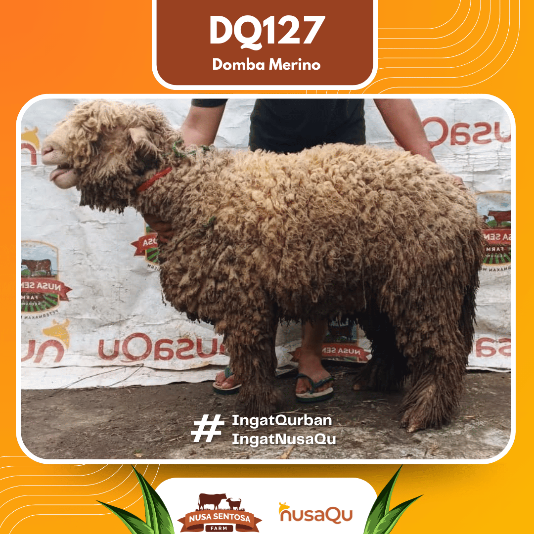 Domba Merino DQ127 2026 Bobot 59Kg foto 3