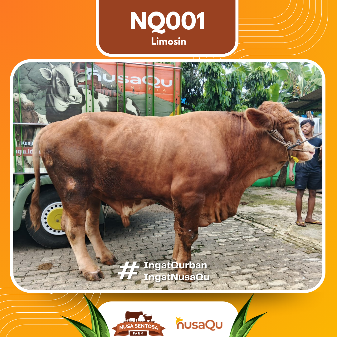 Sapi Limoisn NQ001 2026 Bobot 1100Kg