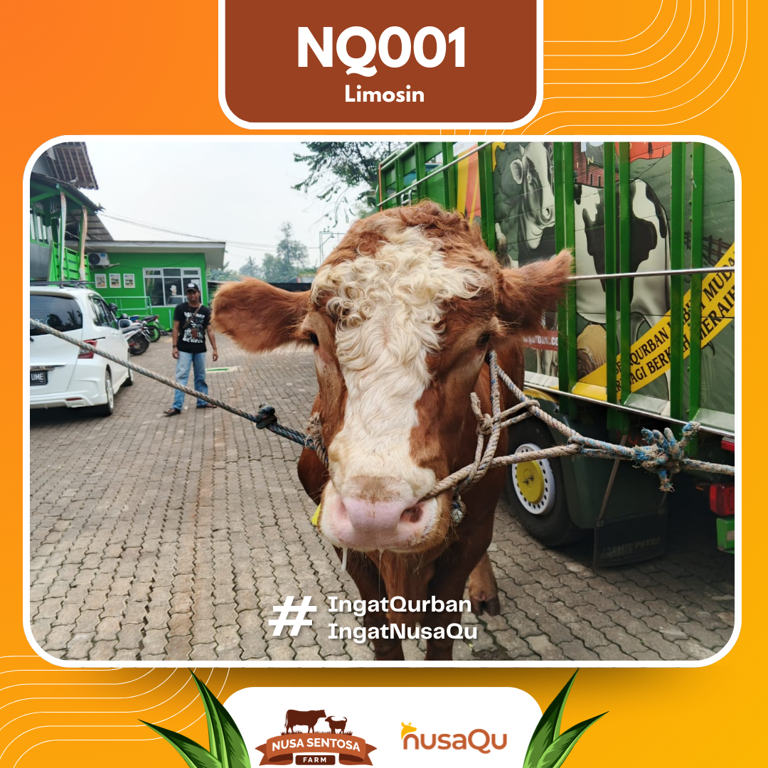 Sapi Limoisn NQ001 2026 Bobot 1100Kg foto 2