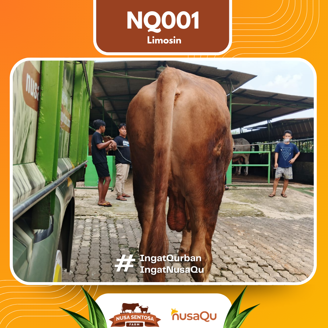 Sapi Limoisn NQ001 2026 Bobot 1100Kg foto 3