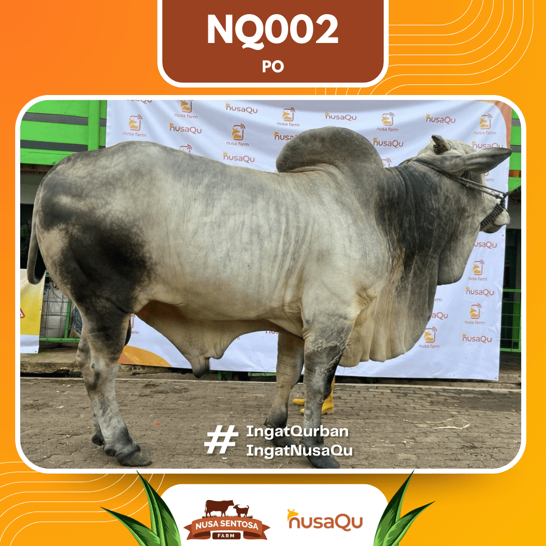 Sapi PO NQ002 2026 Bobot 1050Kg