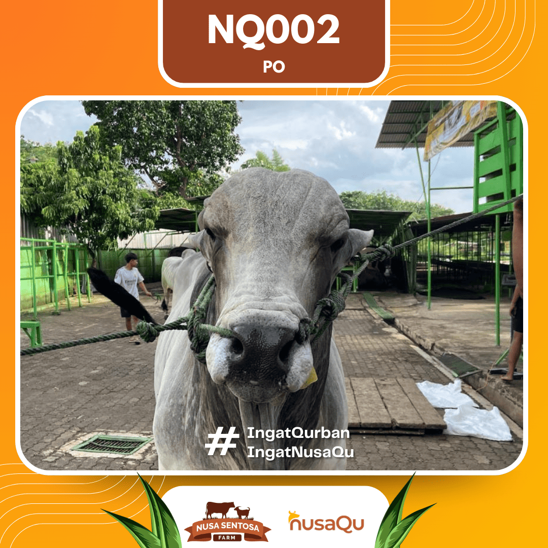 Sapi PO NQ002 2026 Bobot 1050Kg foto 2