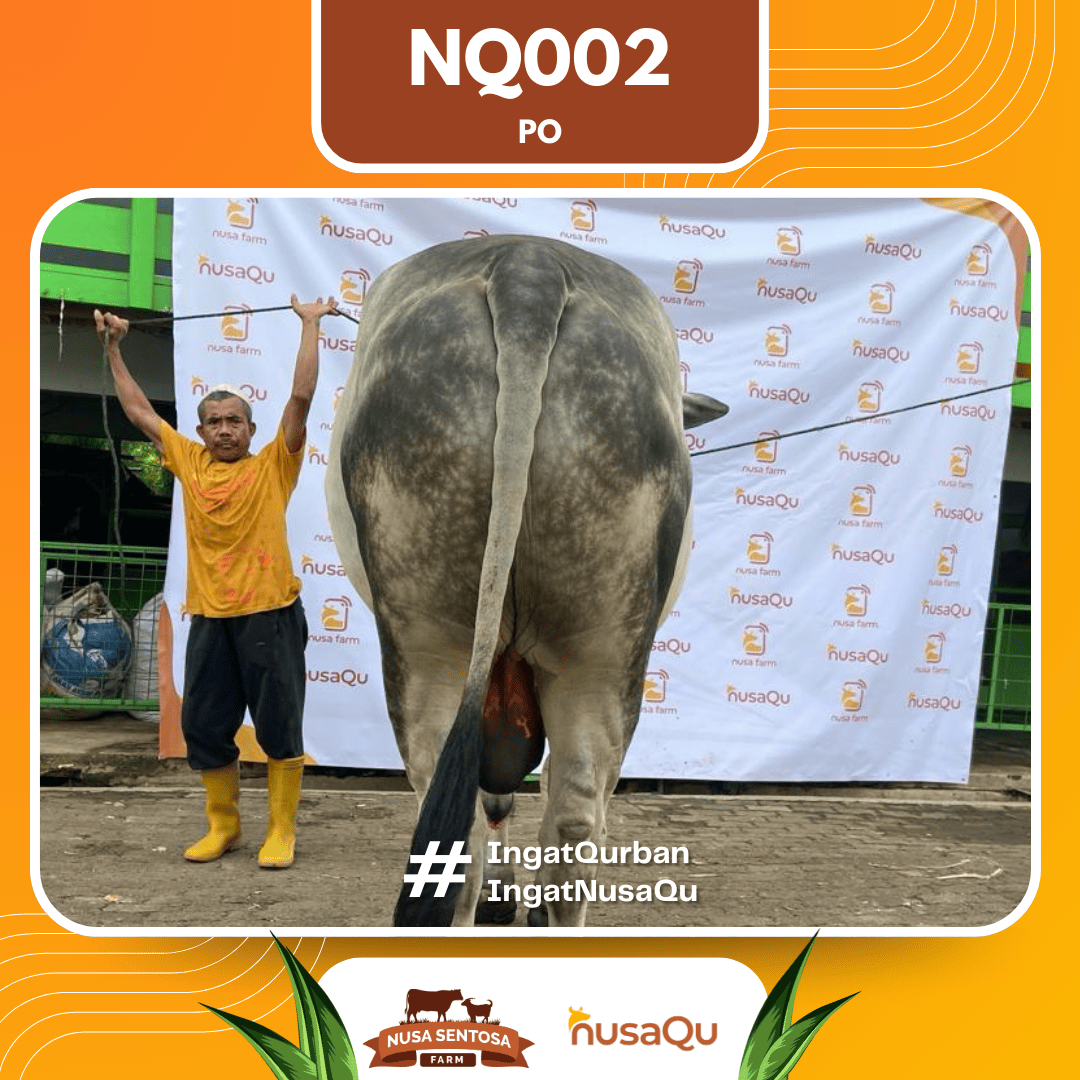Sapi PO NQ002 2026 Bobot 1050Kg foto 3