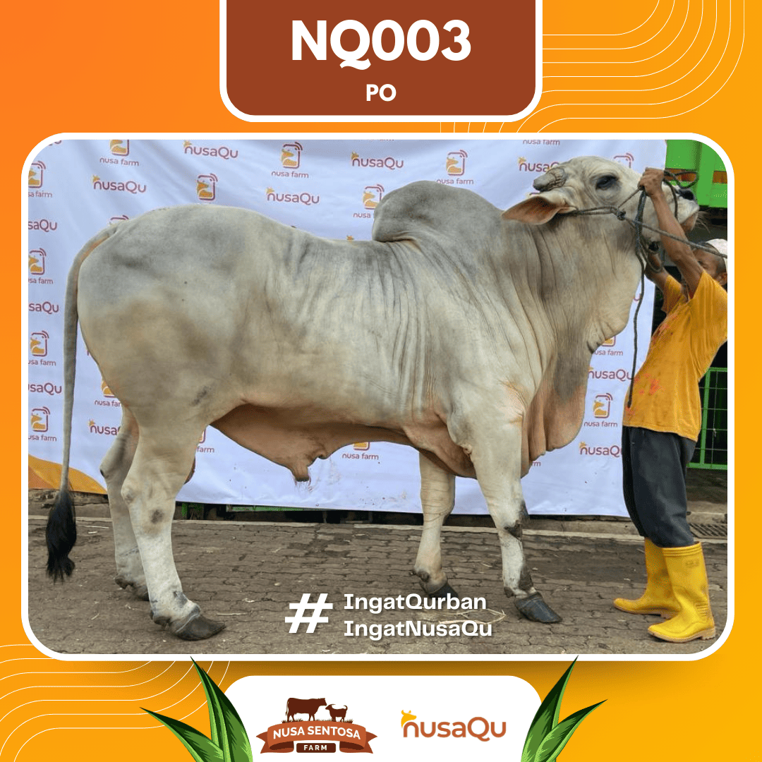 Sapi PO NQ003 2026 Bobot 1000Kg