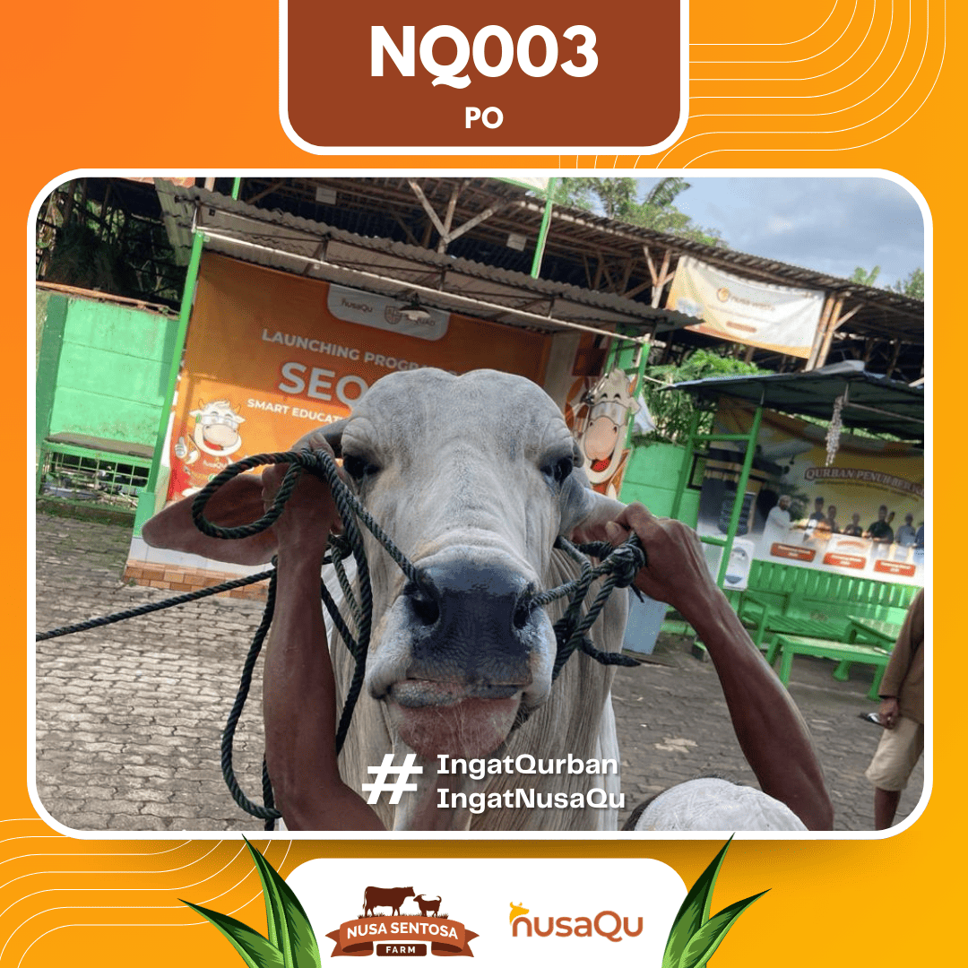Sapi PO NQ003 2026 Bobot 1000Kg foto 2
