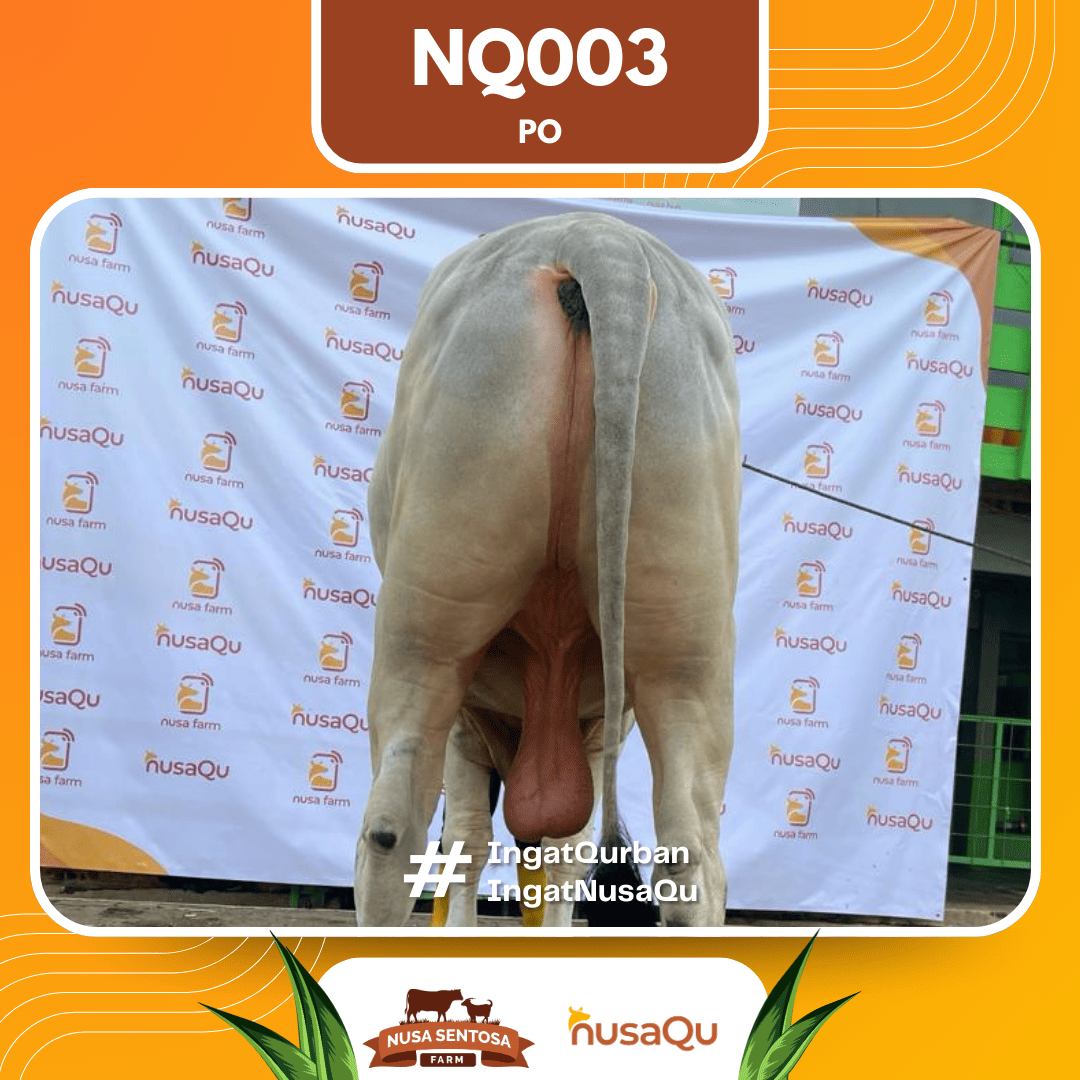 Sapi PO NQ003 2026 Bobot 1000Kg foto 3