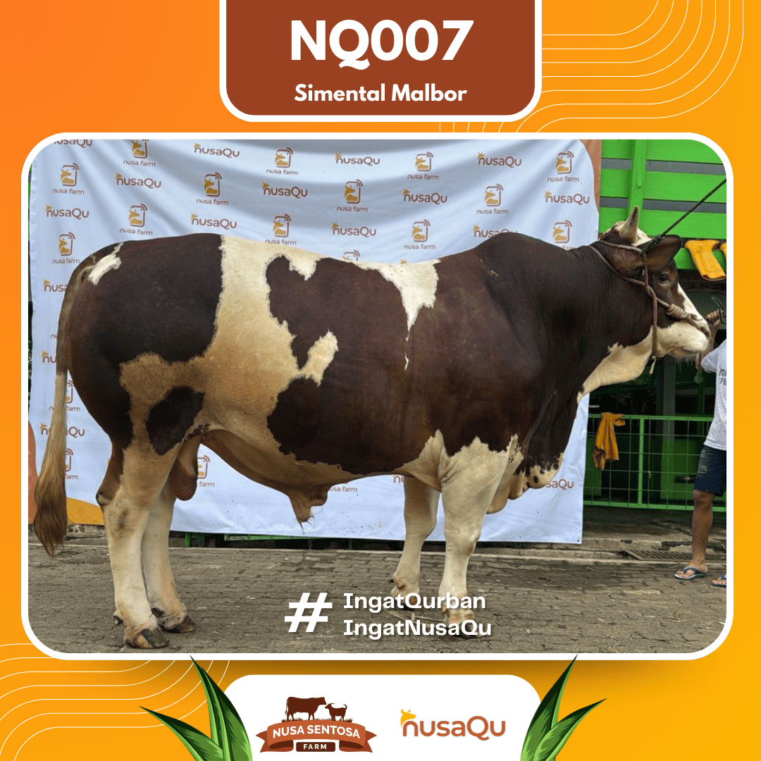 Sapi Simental Malbor NQ007 2026 Bobot 1000Kg