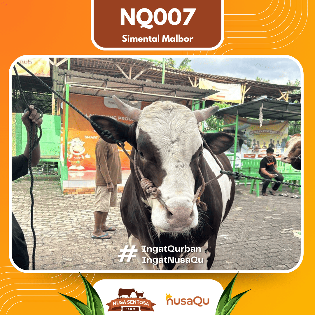 Sapi Simental Malbor NQ007 2026 Bobot 1000Kg foto 2