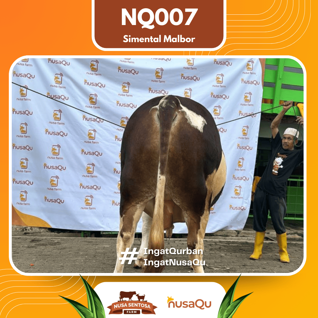 Sapi Simental Malbor NQ007 2026 Bobot 1000Kg foto 3