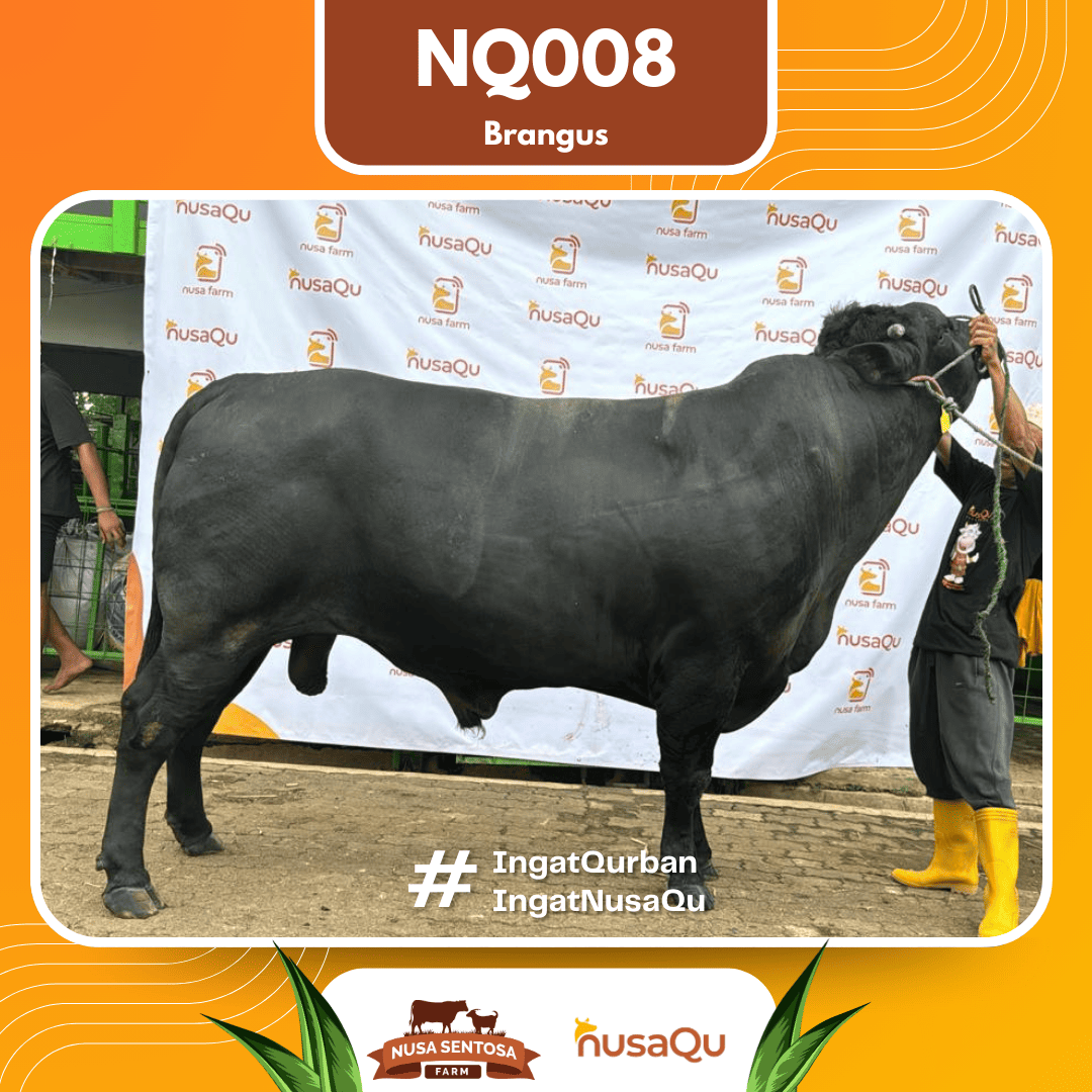 Sapi Brangus NQ008 2026 Bobot 950Kg