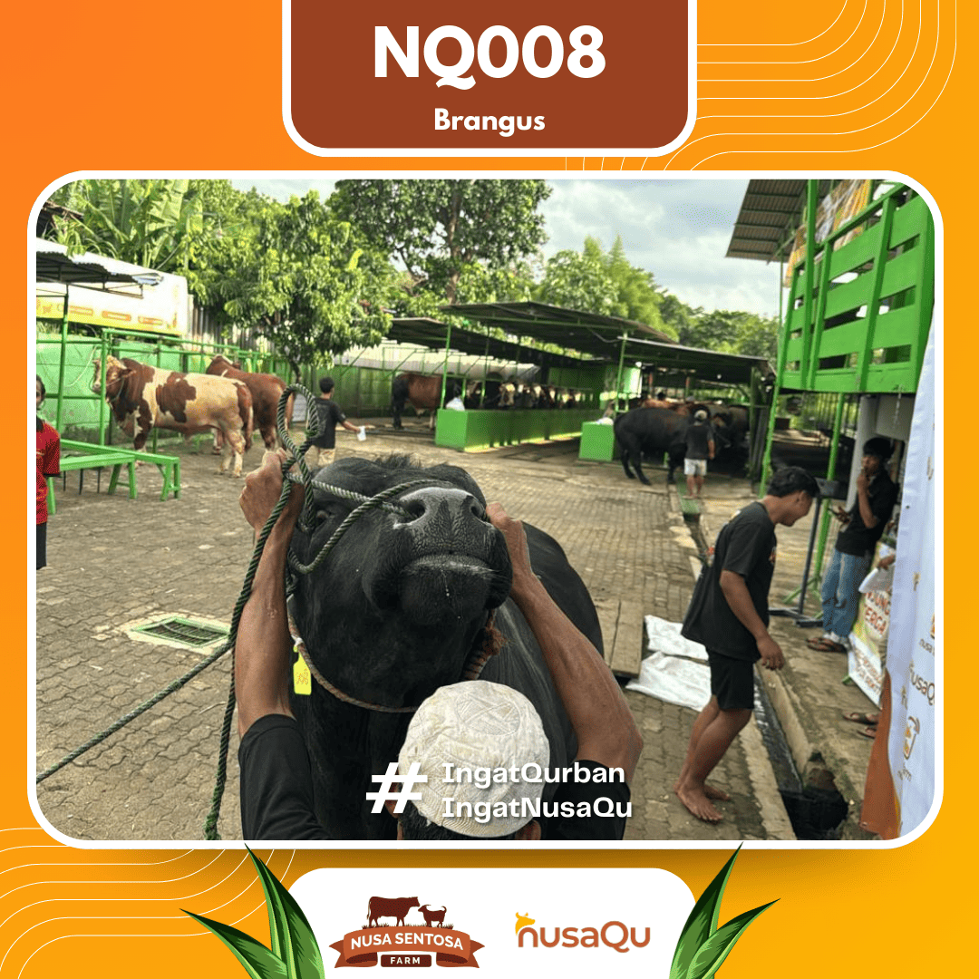 Sapi Brangus NQ008 2026 Bobot 950Kg foto 2
