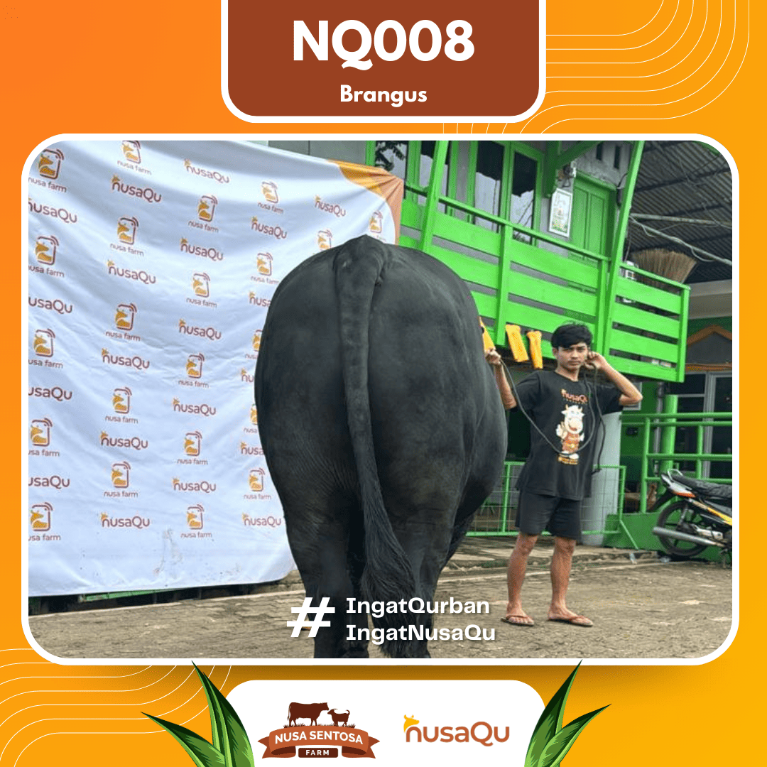 Sapi Brangus NQ008 2026 Bobot 950Kg foto 3