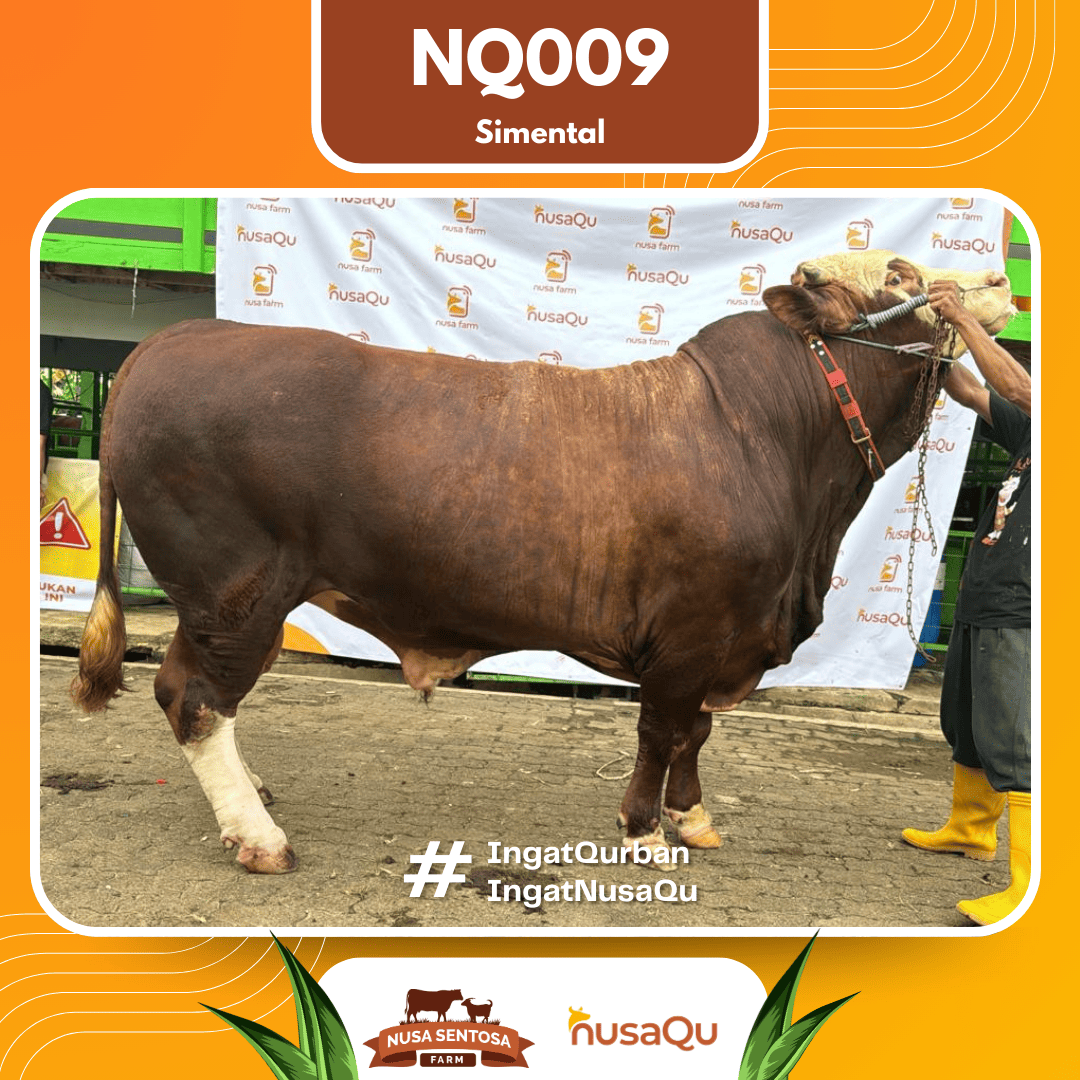 Sapi Simental NQ009 2026 Bobot 1000Kg