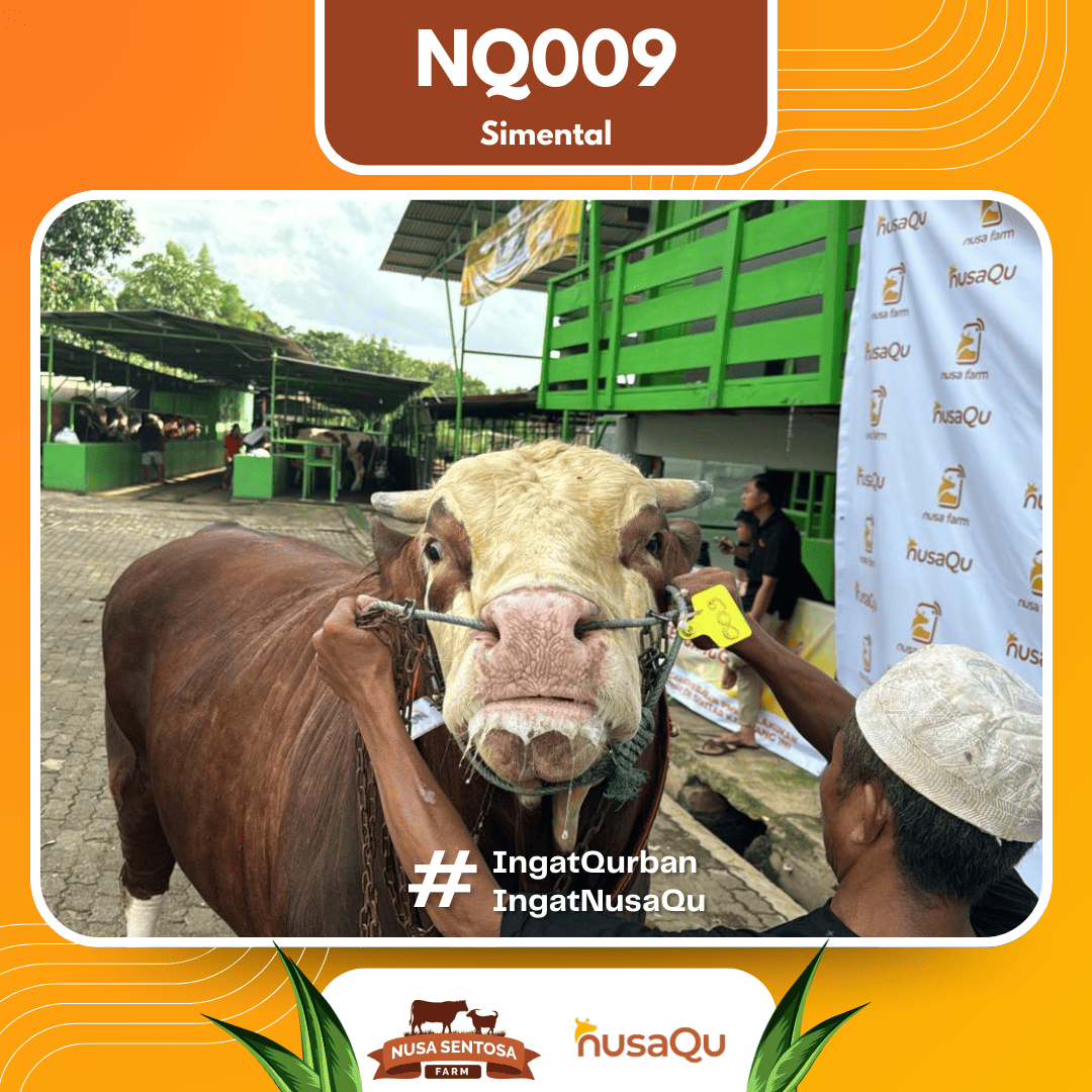 Sapi Simental NQ009 2026 Bobot 1000Kg foto 2
