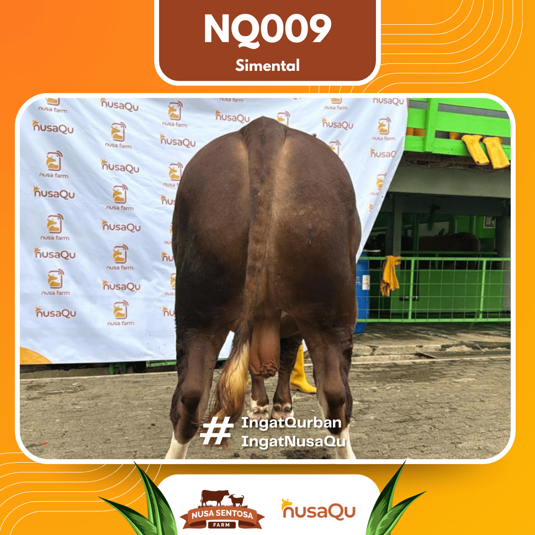 Sapi Simental NQ009 2026 Bobot 1000Kg foto 3