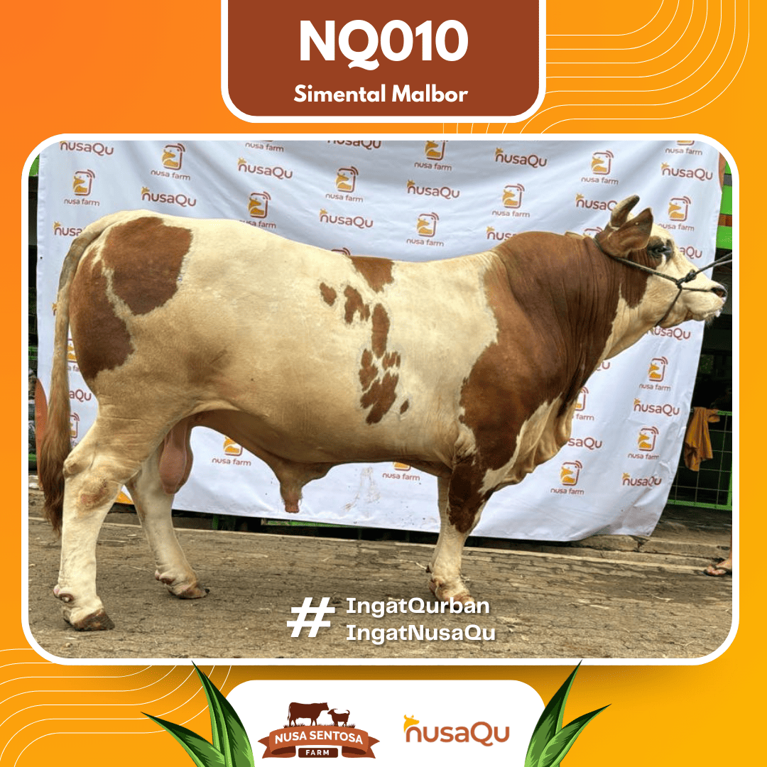 Sapi Simental Malbor NQ010 2026 Bobot 1000Kg