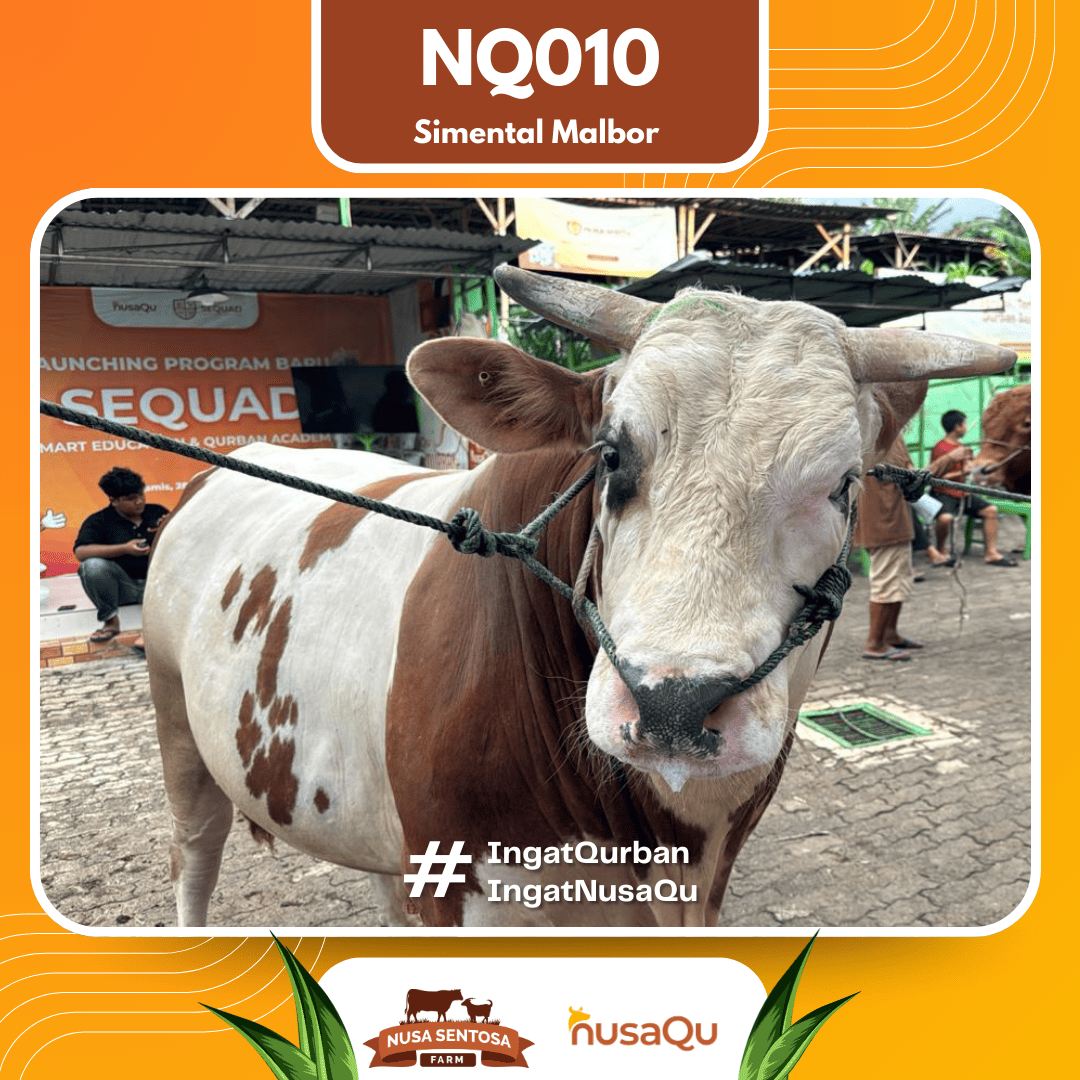 Sapi Simental Malbor NQ010 2026 Bobot 1000Kg foto 2