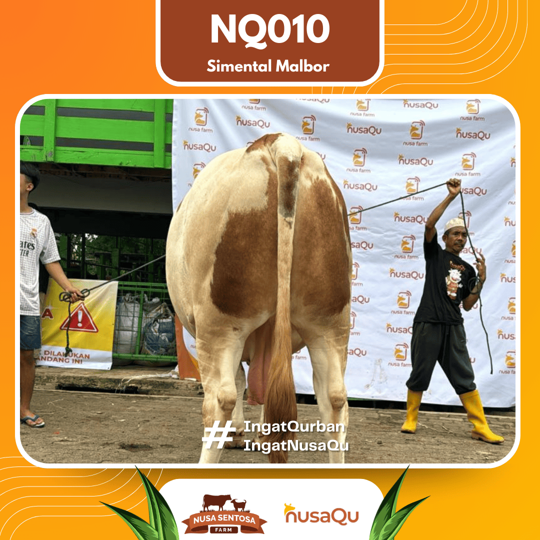 Sapi Simental Malbor NQ010 2026 Bobot 1000Kg foto 3