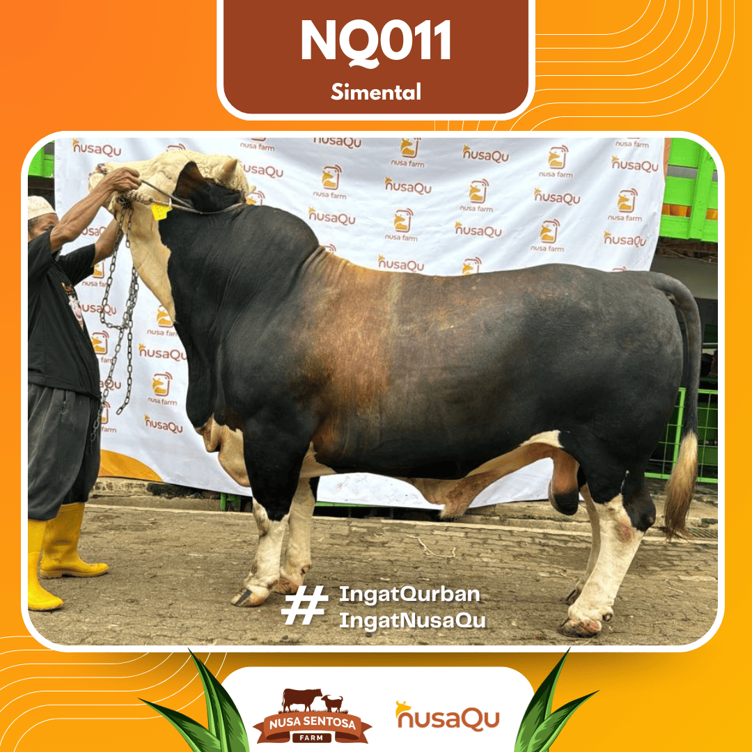 Sapi Simental NQ011 2026 Bobot 950Kg