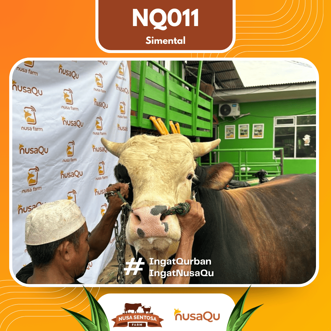 Sapi Simental NQ011 2026 Bobot 950Kg foto 2
