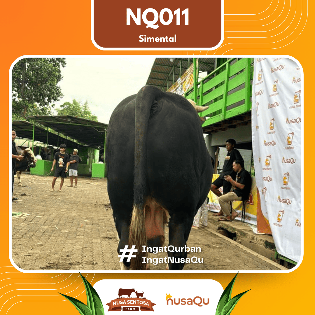 Sapi Simental NQ011 2026 Bobot 950Kg foto 3