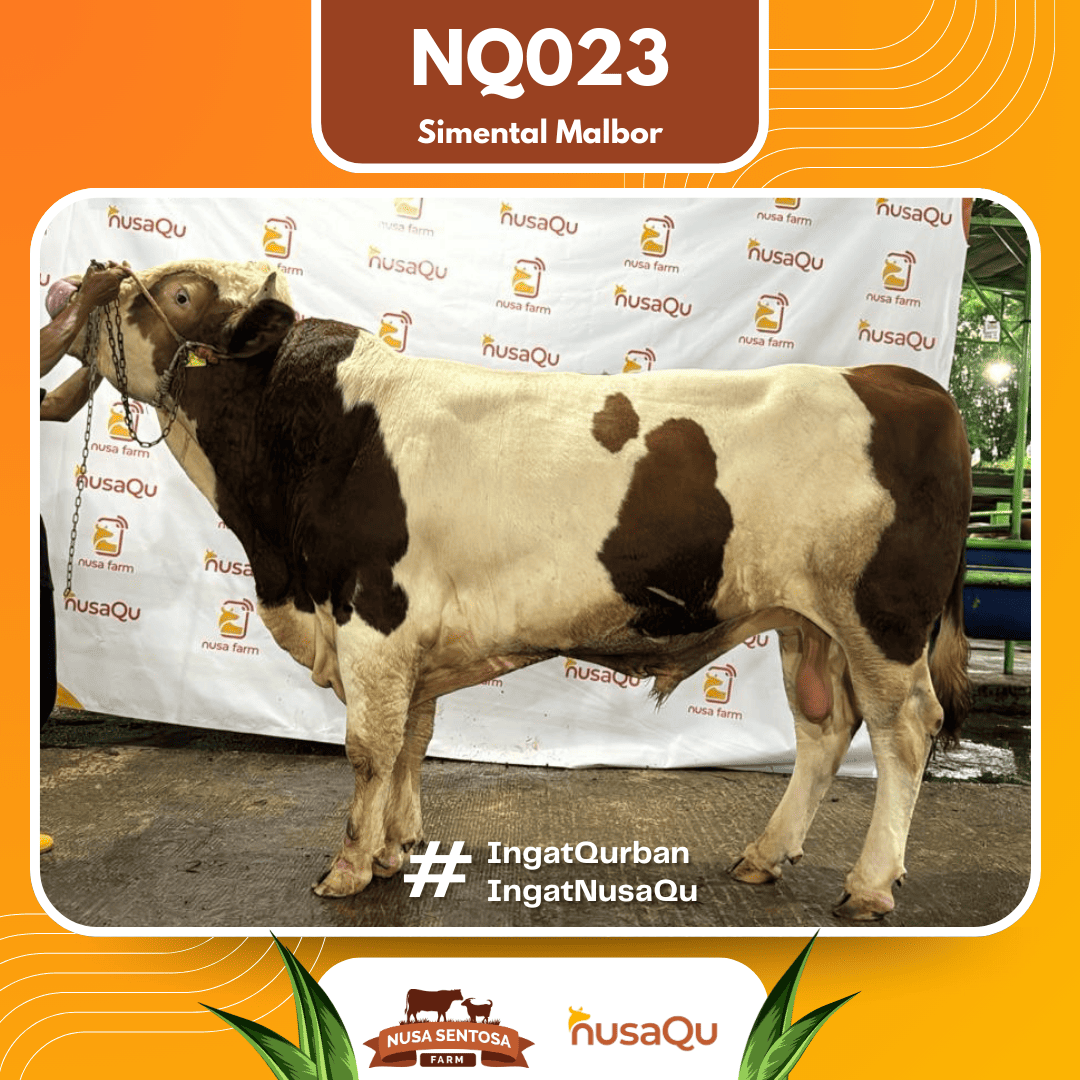 Sapi Simental Malbor NQ023 2026 Bobot 875Kg
