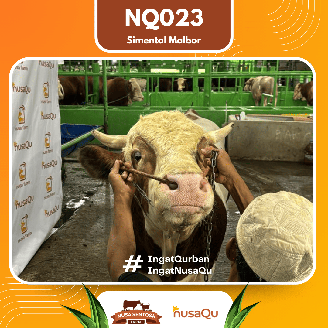 Sapi Simental Malbor NQ023 2026 Bobot 875Kg foto 2