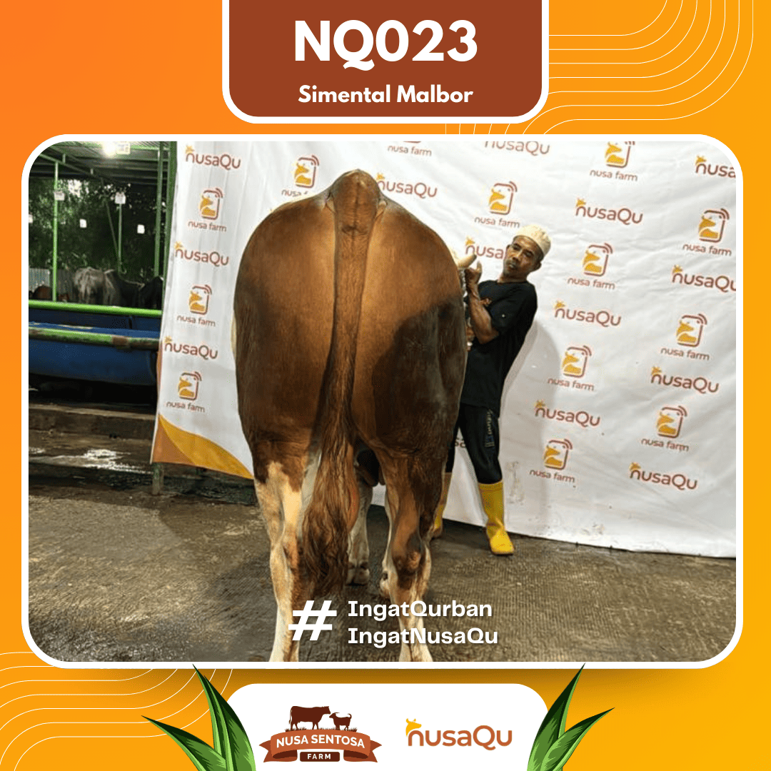 Sapi Simental Malbor NQ023 2026 Bobot 875Kg foto 3