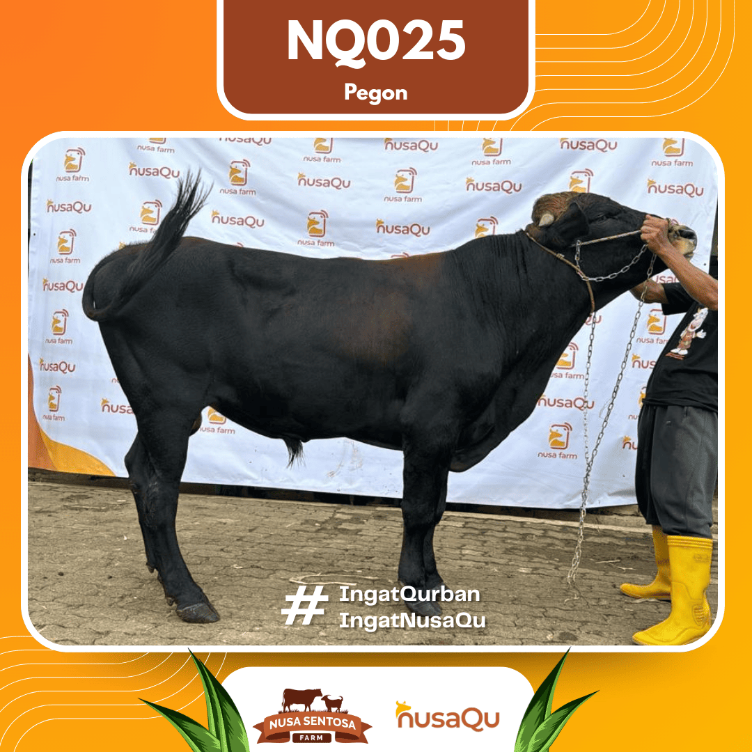 Sapi Pegon NQ025 2026 Bobot 575Kg