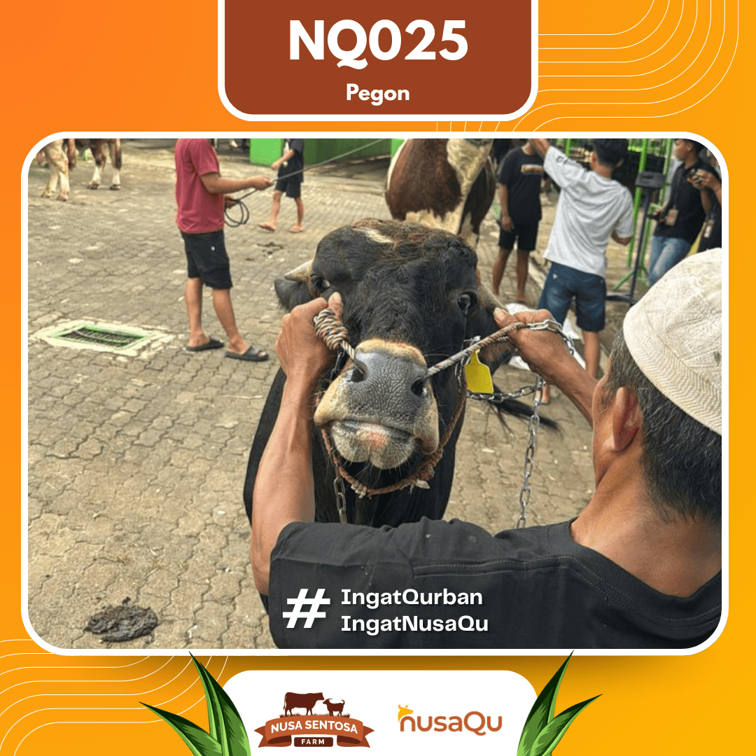 Sapi Pegon NQ025 2026 Bobot 575Kg foto 2