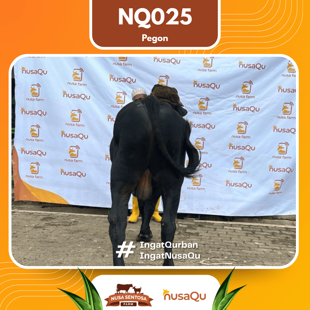 Sapi Pegon NQ025 2026 Bobot 575Kg foto 3