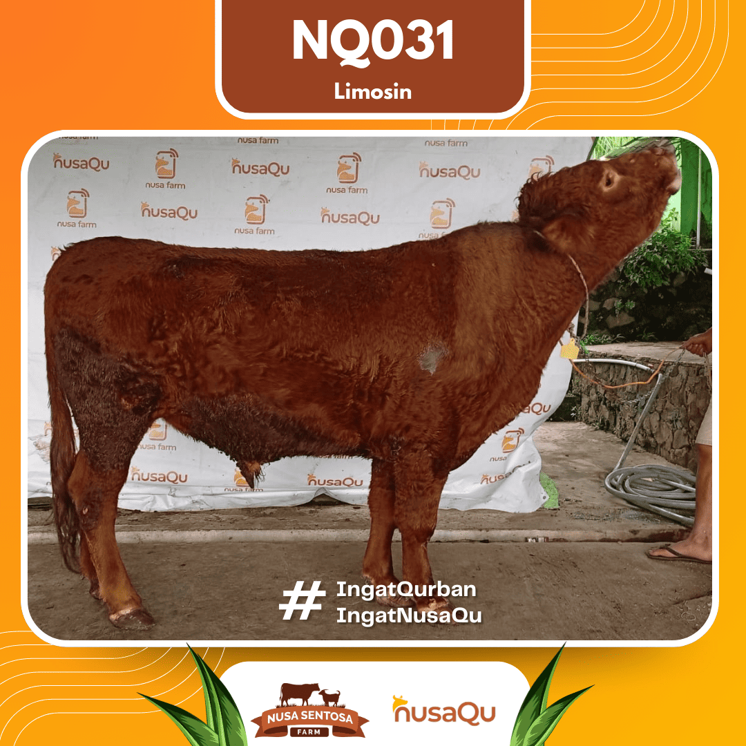 Sapi Limosin NQ031 2026 Bobot 650Kg