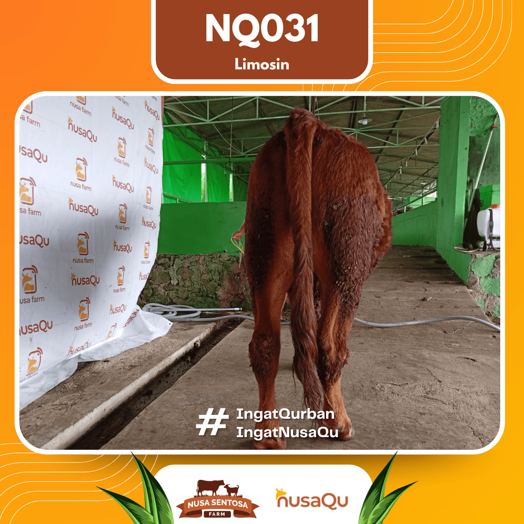 Sapi Limosin NQ031 2026 Bobot 650Kg foto 3