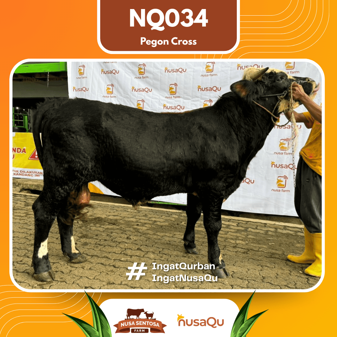 Sapi Pegon Cross NQ034 2026 Bobot 575Kg