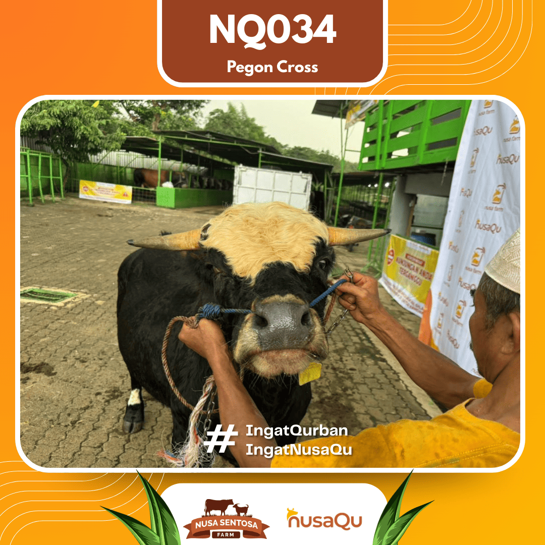 Sapi Pegon Cross NQ034 2026 Bobot 575Kg foto 2