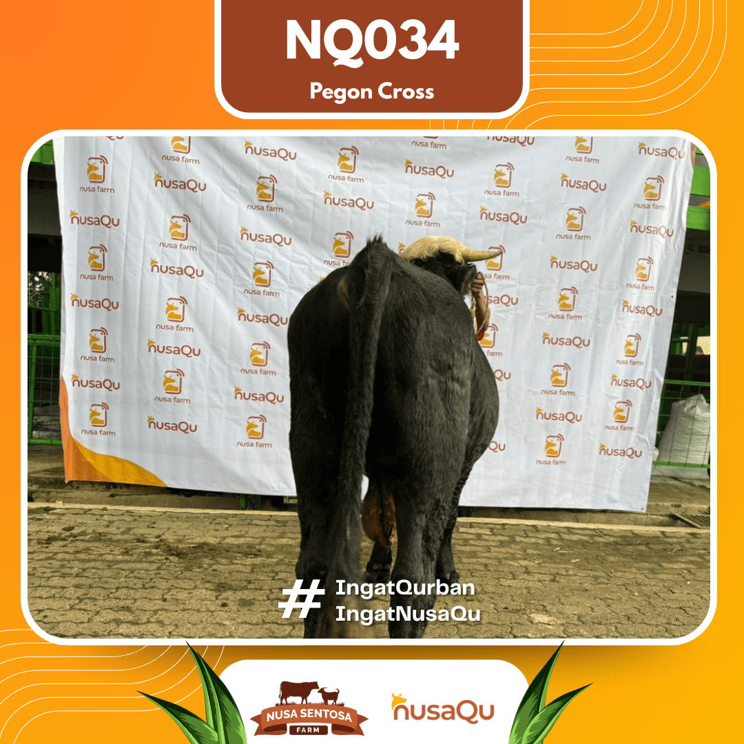 Sapi Pegon Cross NQ034 2026 Bobot 575Kg foto 3