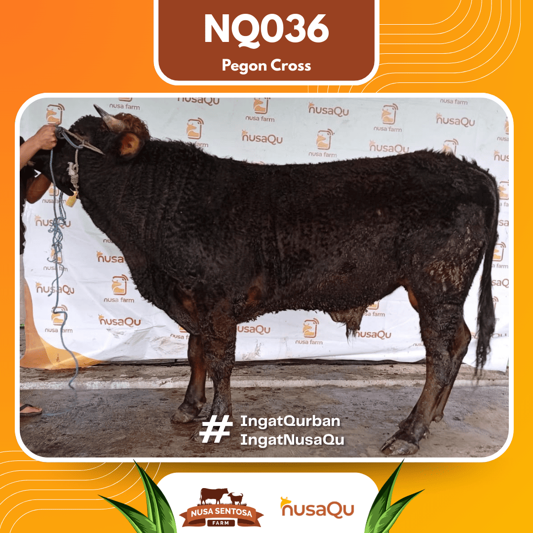 Sapi Pegon Cross NQ036 2026 Bobot 675Kg