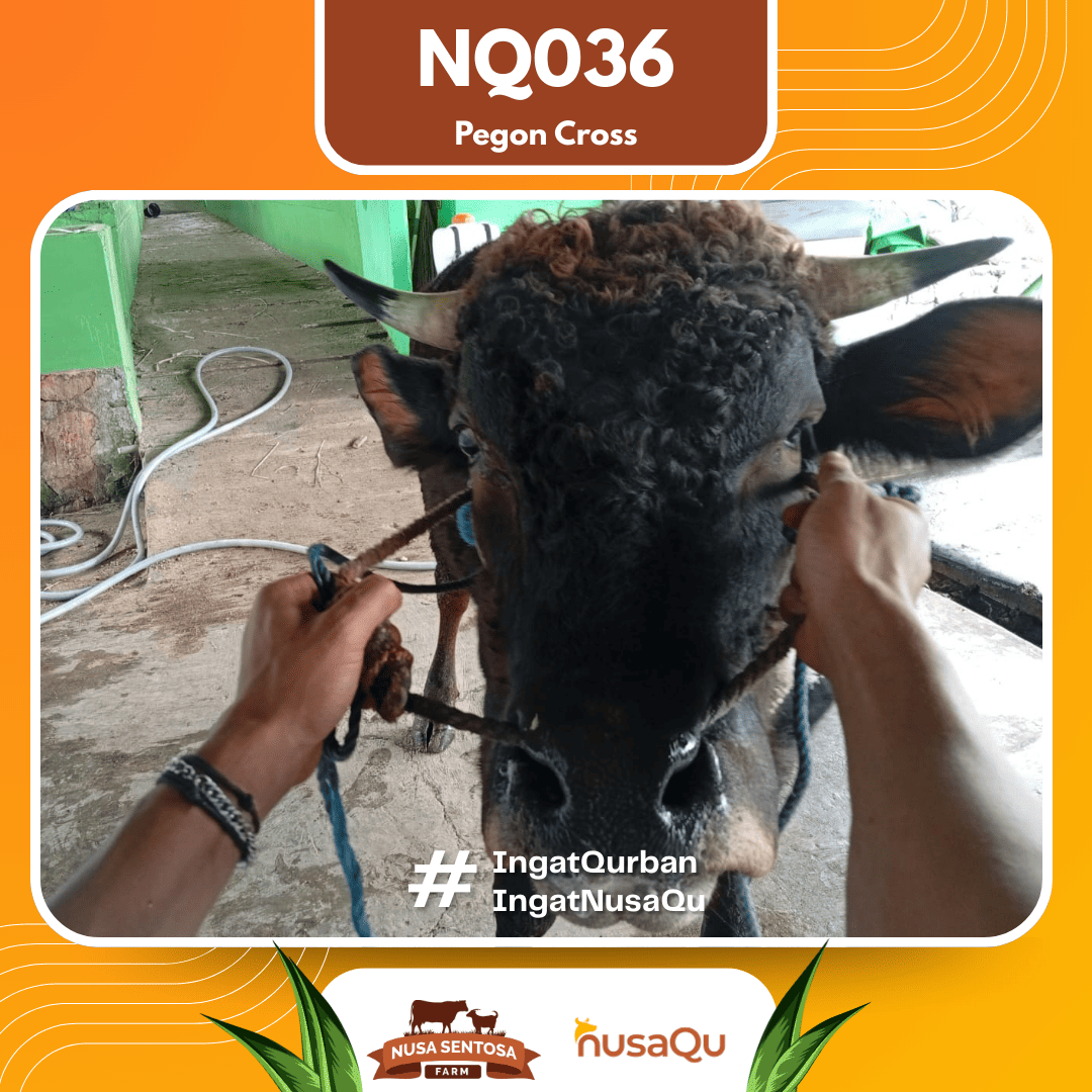 Sapi Pegon Cross NQ036 2026 Bobot 675Kg foto 2