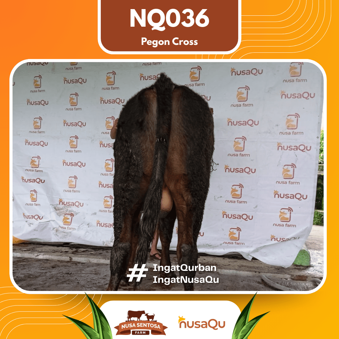 Sapi Pegon Cross NQ036 2026 Bobot 675Kg foto 3