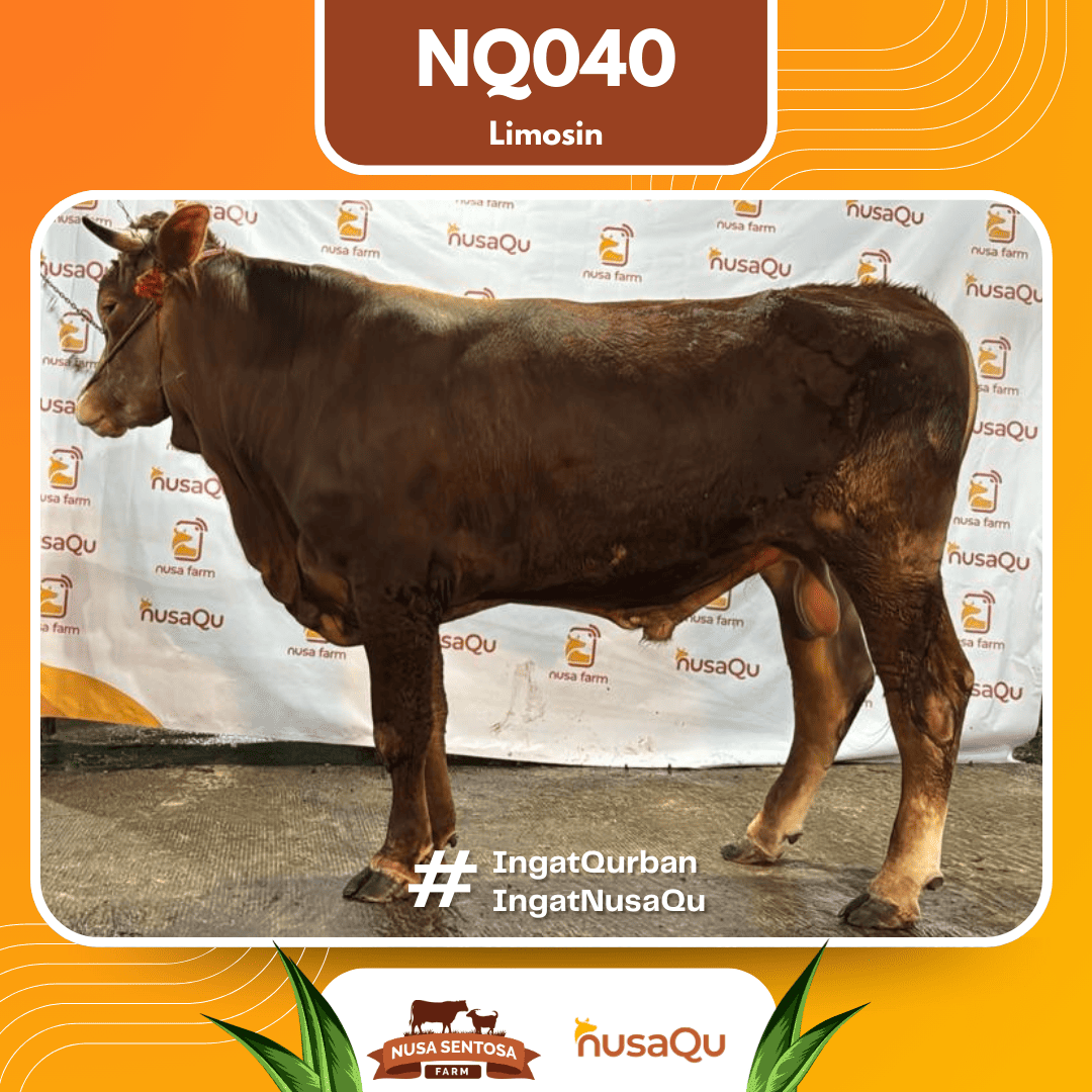 Sapi Limosin NQ040 2026 Bobot 675Kg
