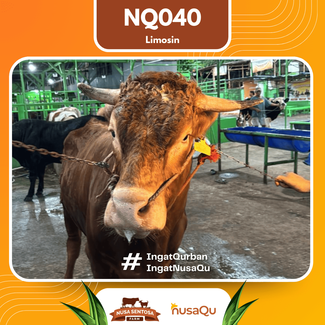 Sapi Limosin NQ040 2026 Bobot 675Kg foto 2