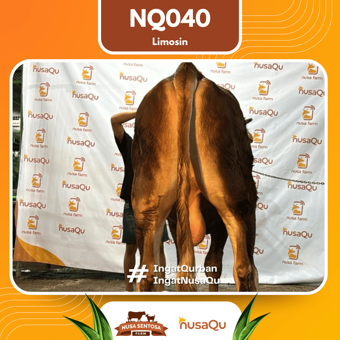 Sapi Limosin NQ040 2026 Bobot 675Kg foto 3